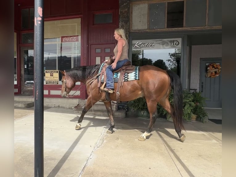 American Quarter Horse Wallach 9 Jahre Rotbrauner in Henderson