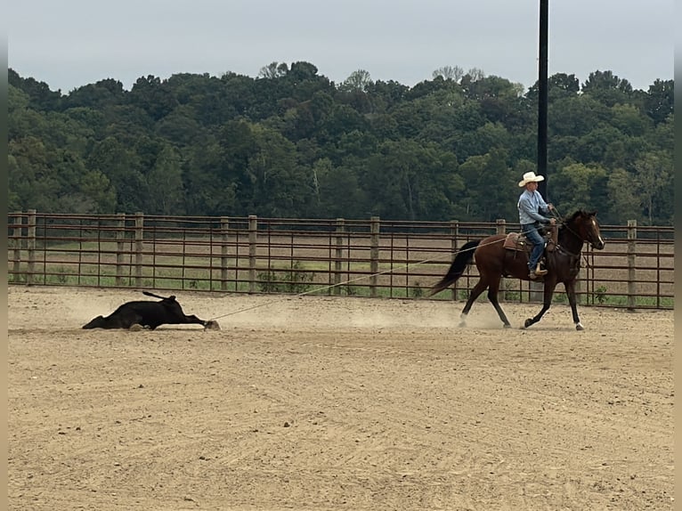 American Quarter Horse Wallach 9 Jahre Rotbrauner in Henderson