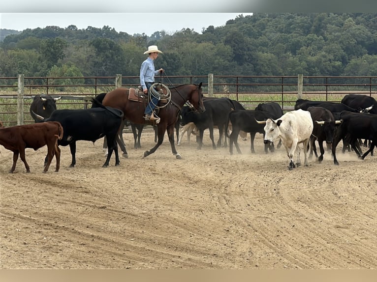 American Quarter Horse Wallach 9 Jahre Rotbrauner in Henderson