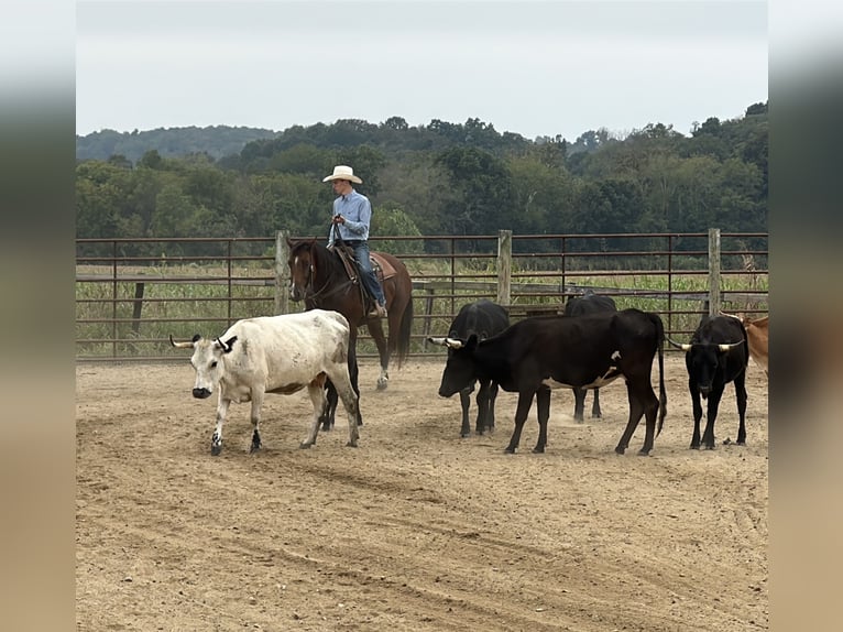 American Quarter Horse Wallach 9 Jahre Rotbrauner in Henderson