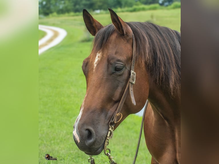 American Quarter Horse Wallach 9 Jahre Rotbrauner in Henderson