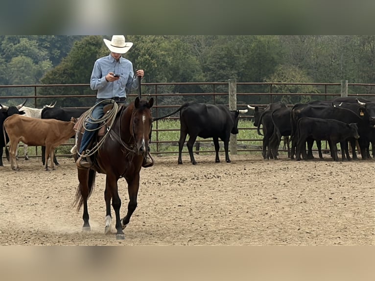 American Quarter Horse Wallach 9 Jahre Rotbrauner in Henderson