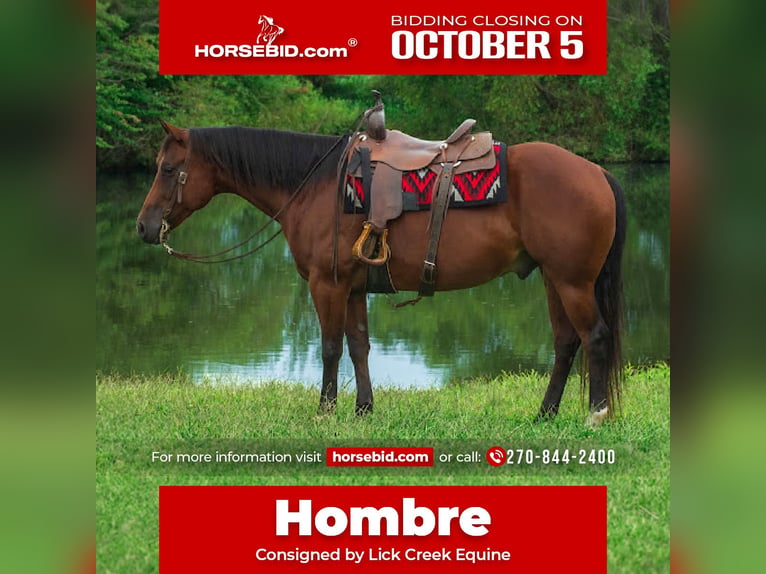 American Quarter Horse Wallach 9 Jahre Rotbrauner in Henderson
