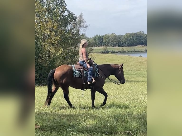 American Quarter Horse Wallach 9 Jahre Rotbrauner in Henderson