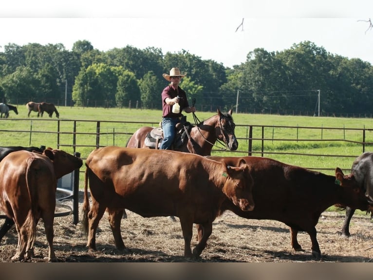 American Quarter Horse Wallach 9 Jahre Rotbrauner in Henderson
