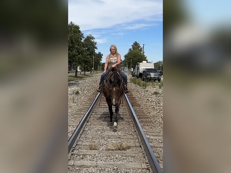 American Quarter Horse Wallach 9 Jahre Rotbrauner in Henderson
