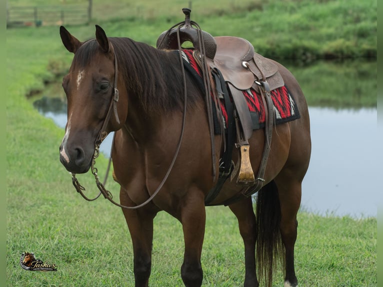 American Quarter Horse Wallach 9 Jahre Rotbrauner in Henderson