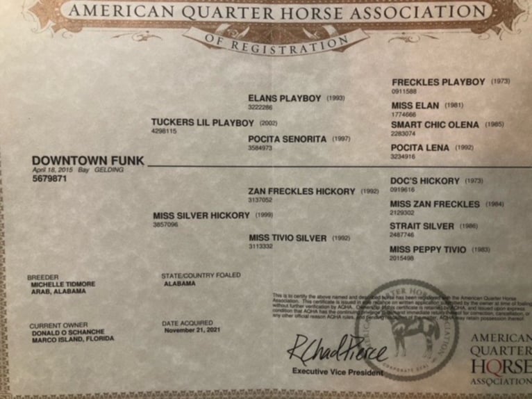 American Quarter Horse Wallach 9 Jahre Rotbrauner in Columbia, MO