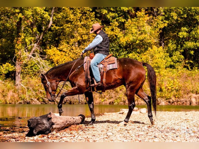 American Quarter Horse Wallach 9 Jahre Rotbrauner in Mountain Grove MO
