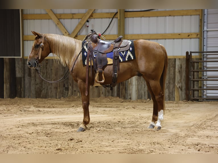American Quarter Horse Wallach 9 Jahre Rotfuchs in Dalhart