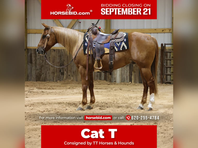 American Quarter Horse Wallach 9 Jahre Rotfuchs in Dalhart