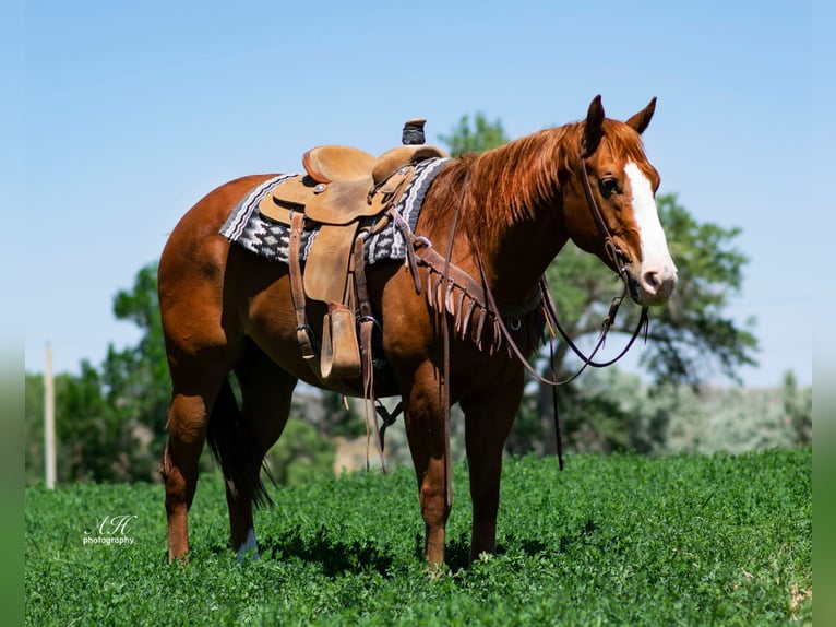 American Quarter Horse Wallach 9 Jahre Rotfuchs in Buffalo WY