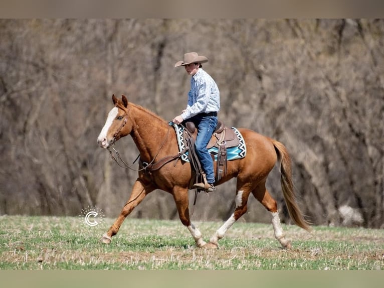 American Quarter Horse Wallach 9 Jahre Rotfuchs in Boyceville, WI