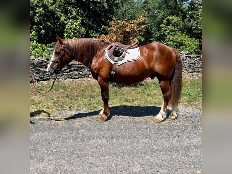 American Quarter Horse Wallach 9 Jahre Rotfuchs in Everett PA