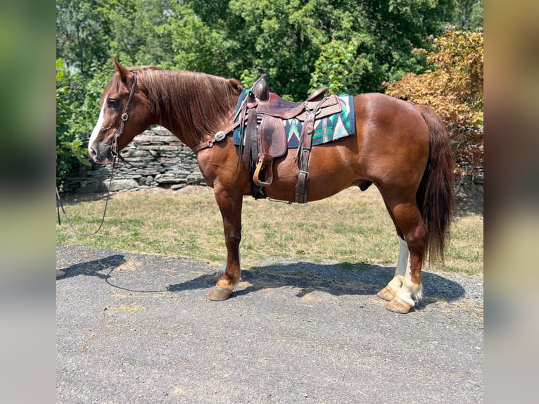 American Quarter Horse Wallach 9 Jahre Rotfuchs in Everett PA