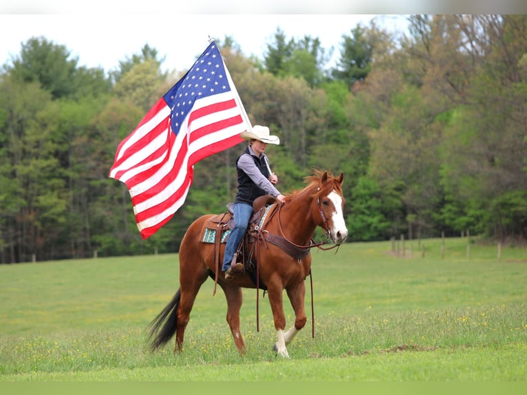 American Quarter Horse Wallach 9 Jahre Rotfuchs in Clarion