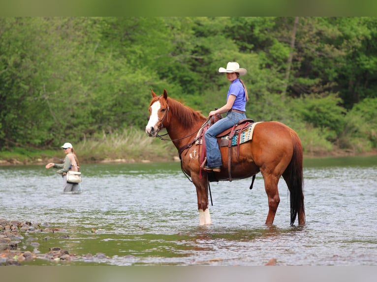 American Quarter Horse Wallach 9 Jahre Rotfuchs in Clarion
