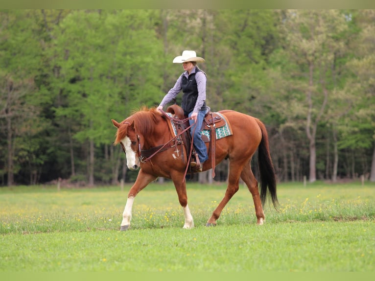 American Quarter Horse Wallach 9 Jahre Rotfuchs in Clarion