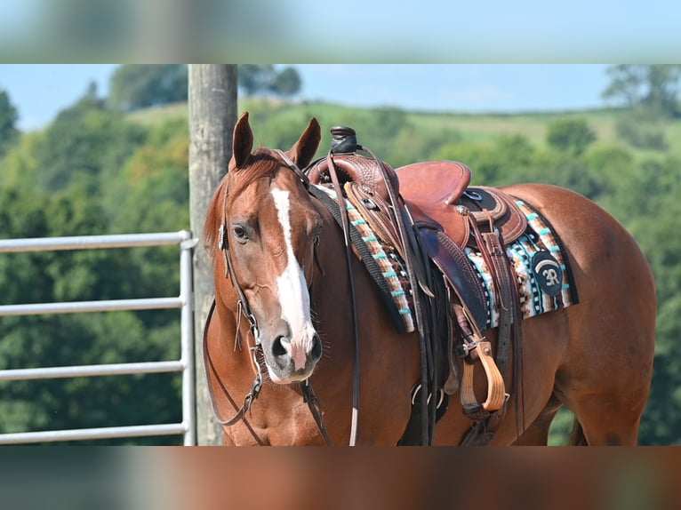 American Quarter Horse Wallach 9 Jahre Rotfuchs in Millersburg