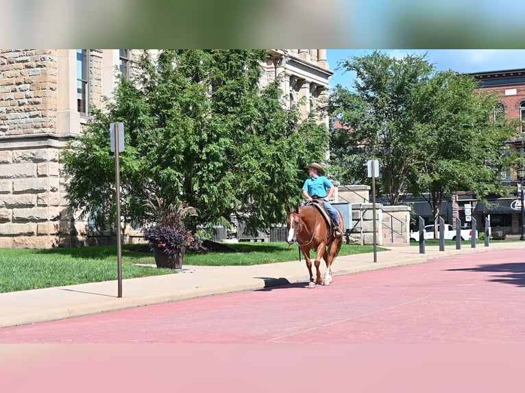 American Quarter Horse Wallach 9 Jahre Rotfuchs in Millersburg