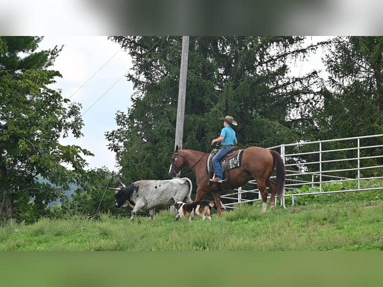 American Quarter Horse Wallach 9 Jahre Rotfuchs in Millersburg