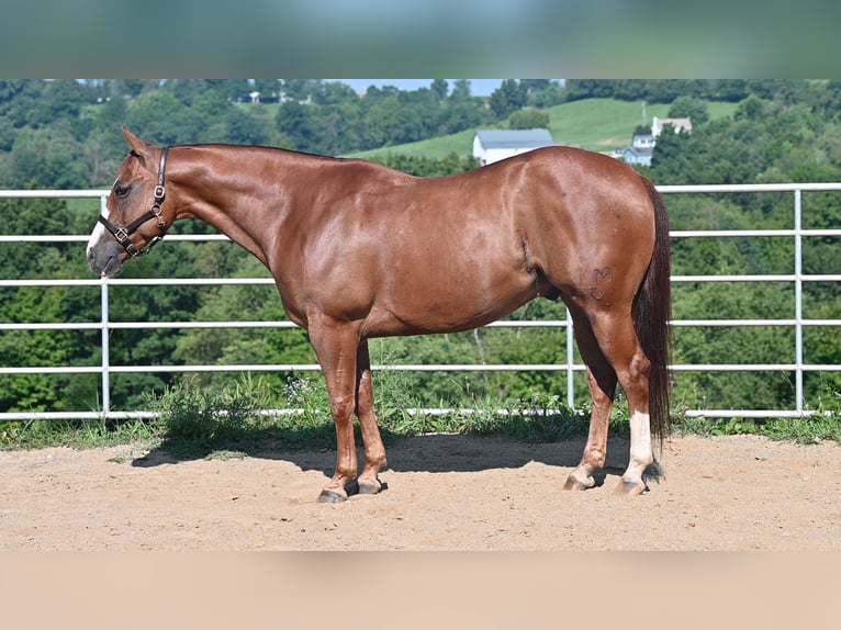 American Quarter Horse Wallach 9 Jahre Rotfuchs in Millersburg