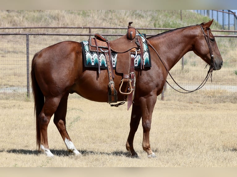 American Quarter Horse Wallach 9 Jahre Rotfuchs in Mineral Wells
