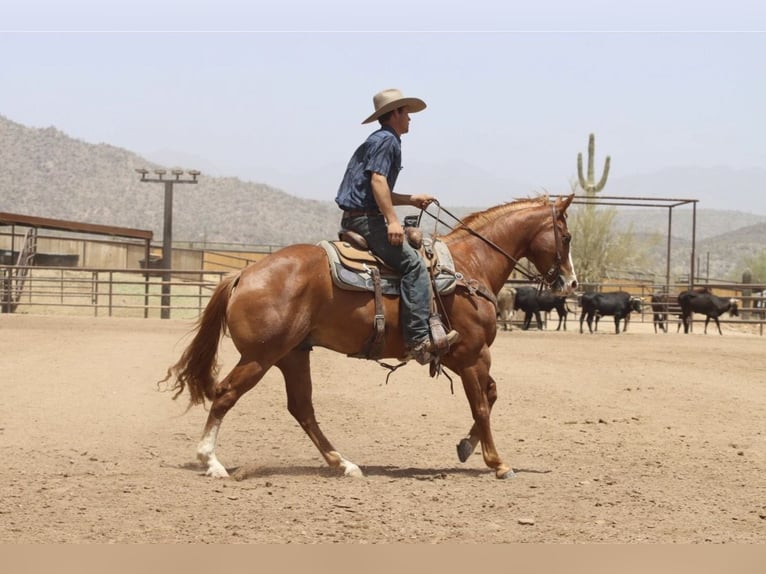 American Quarter Horse Wallach 9 Jahre Rotfuchs in Wickenburg