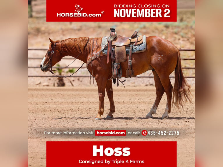 American Quarter Horse Wallach 9 Jahre Rotfuchs in Wickenburg
