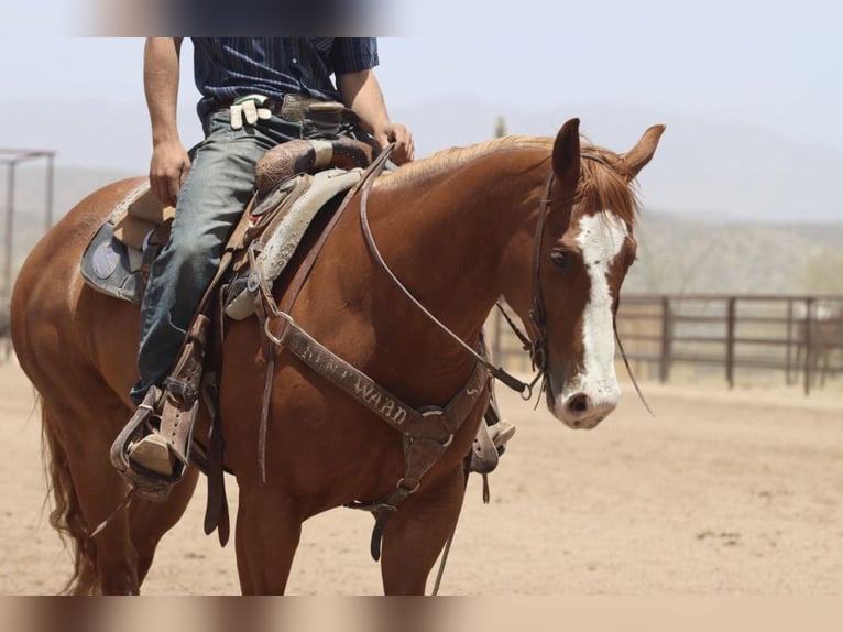 American Quarter Horse Wallach 9 Jahre Rotfuchs in Wickenburg