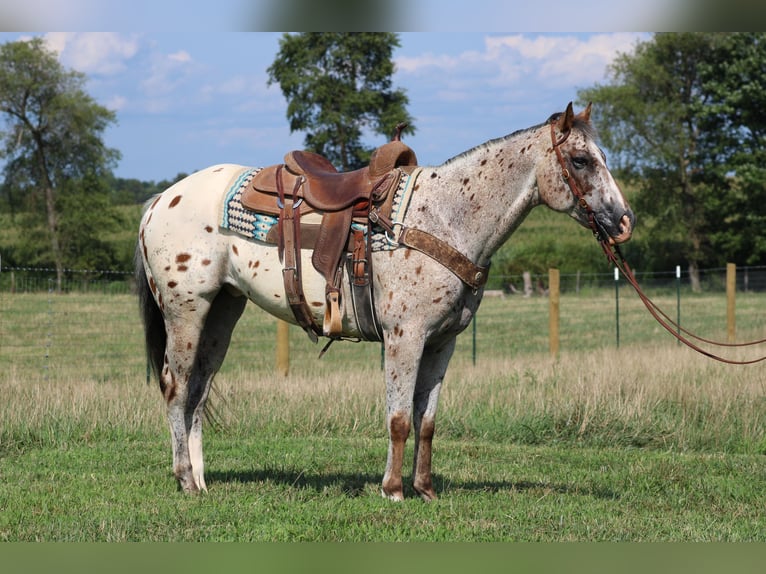 American Quarter Horse Wallach 9 Jahre Rotfuchs in Sonara Ky