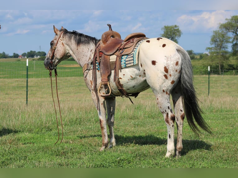 American Quarter Horse Wallach 9 Jahre Rotfuchs in Sonara Ky