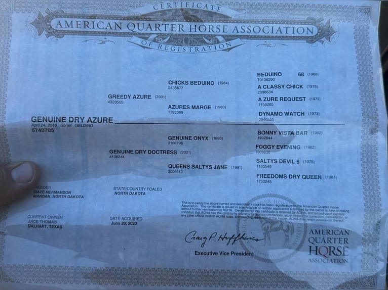 American Quarter Horse Wallach 9 Jahre Rotfuchs in Lipan TX