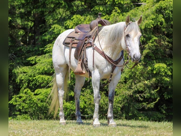 American Quarter Horse Wallach 9 Jahre Schimmel in Clarion, PA