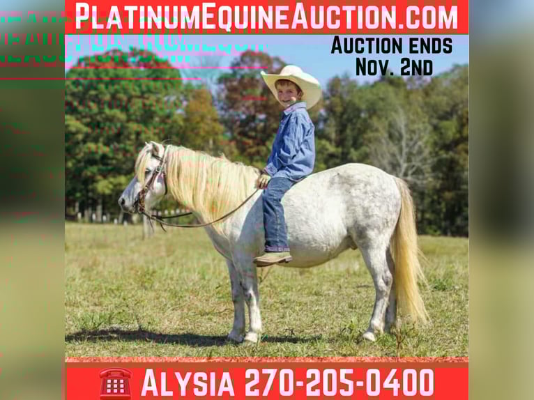 American Quarter Horse Wallach 9 Jahre Schimmel in Benton KY