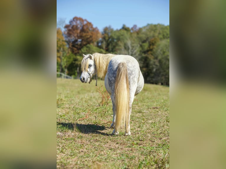 American Quarter Horse Wallach 9 Jahre Schimmel in Benton KY