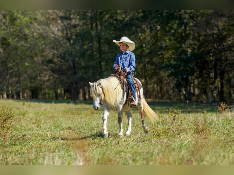 American Quarter Horse Wallach 9 Jahre Schimmel in Benton KY