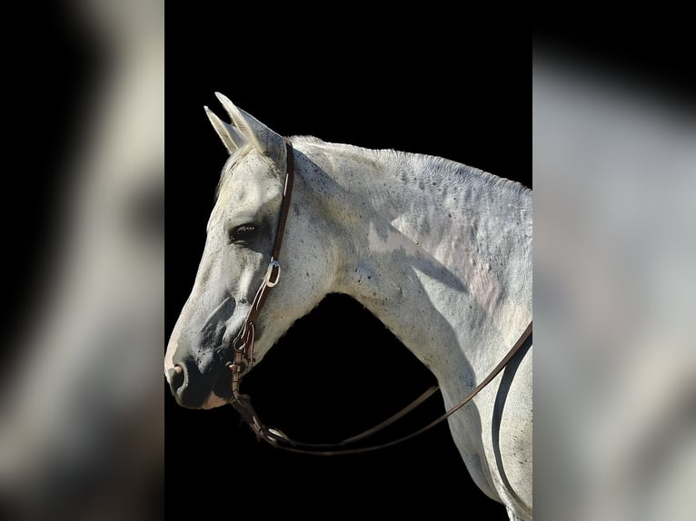 American Quarter Horse Wallach 9 Jahre Schimmel in BITTERWATER, CA