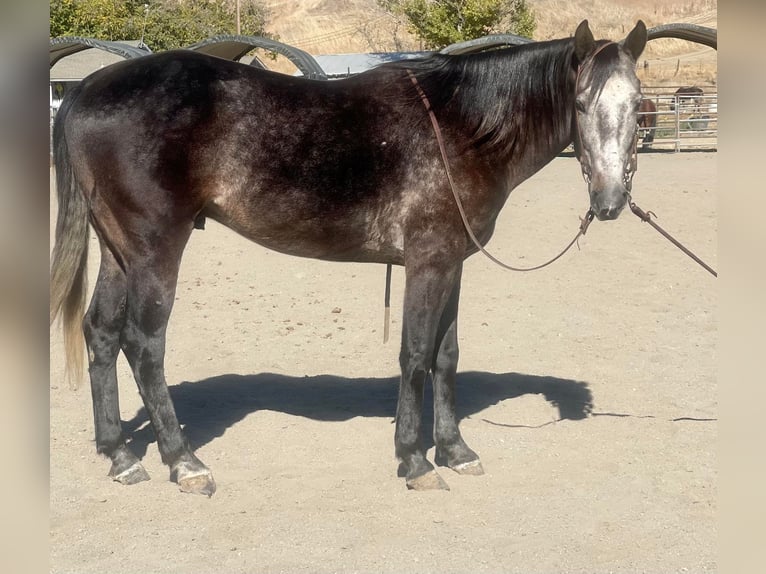 American Quarter Horse Wallach 9 Jahre Schimmel in Paicines CA