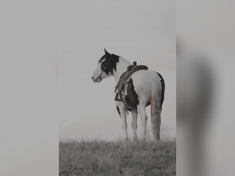 American Quarter Horse Wallach 9 Jahre Tobiano-alle-Farben in Walkerton IN