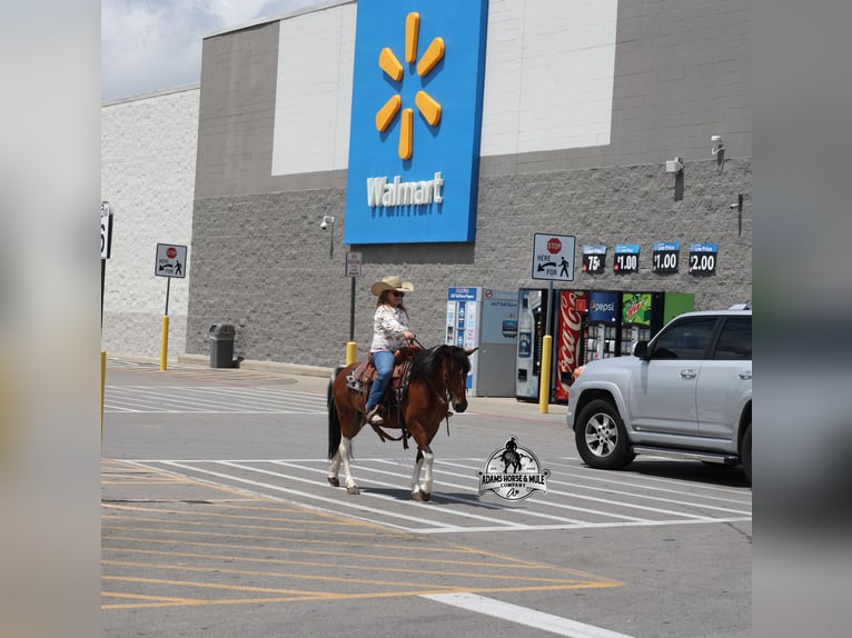 American Quarter Horse Wallach 9 Jahre Tobiano-alle-Farben in Far Hills