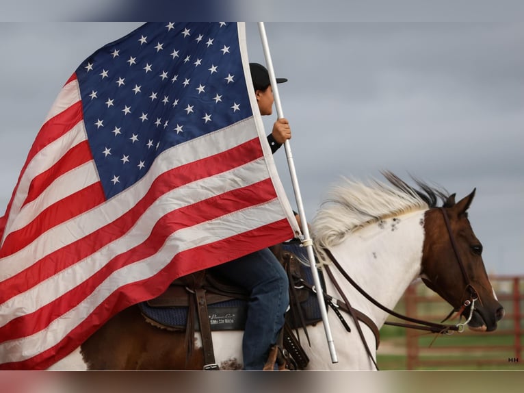 American Quarter Horse Wallach 9 Jahre Tobiano-alle-Farben in Granbury TX