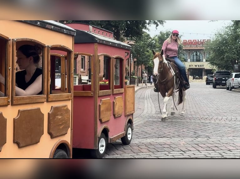 American Quarter Horse Wallach 9 Jahre Tobiano-alle-Farben in Weatherford TX