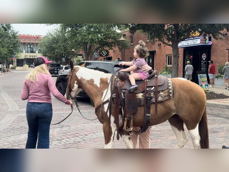 American Quarter Horse Wallach 9 Jahre Tobiano-alle-Farben in Weatherford TX