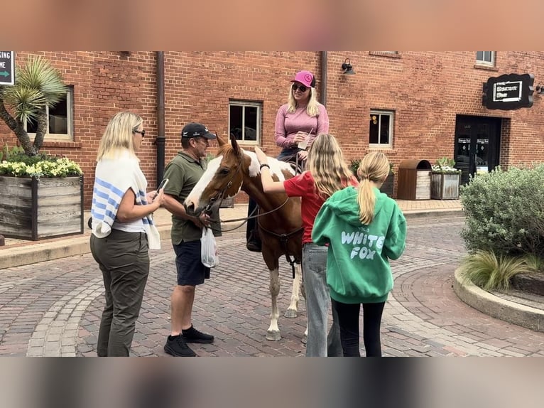 American Quarter Horse Wallach 9 Jahre Tobiano-alle-Farben in Weatherford TX