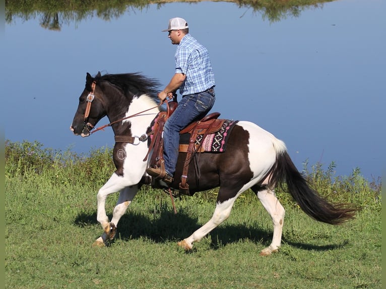 American Quarter Horse Wallach 9 Jahre Tobiano-alle-Farben in Whitley City KY