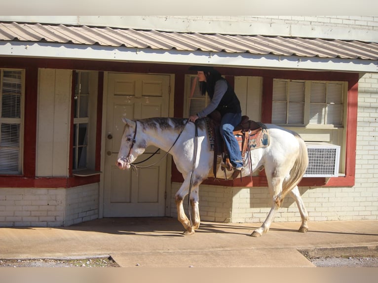 American Quarter Horse Wallach 9 Jahre White in RUSK TX