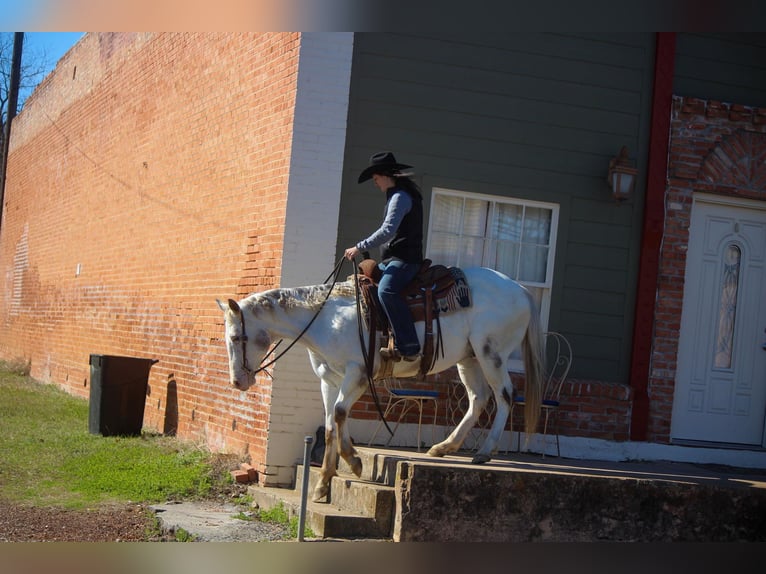 American Quarter Horse Wallach 9 Jahre White in RUSK TX