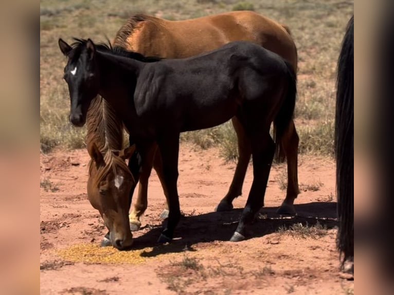 American Quarter Horse Wallach Fohlen (05/2024) 152 cm Rappe in Chambers