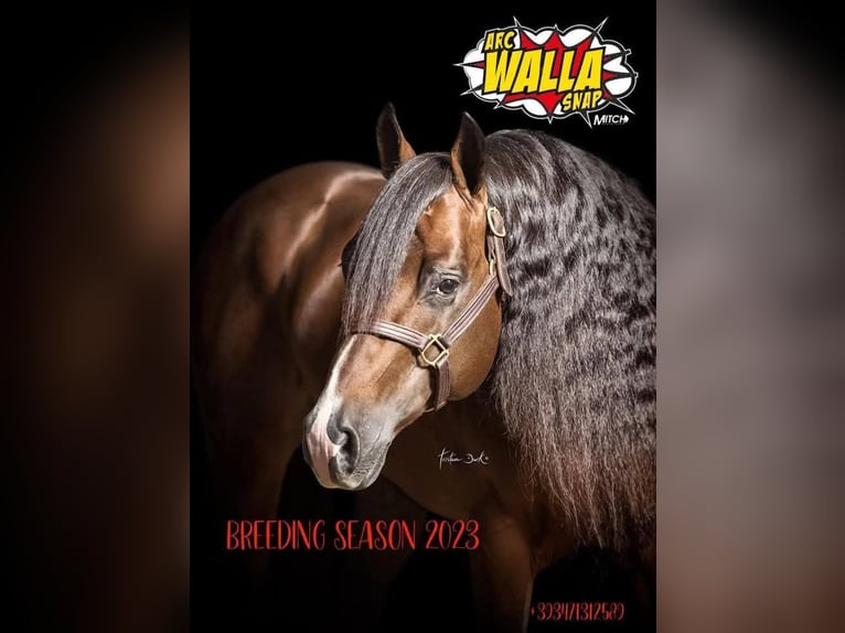 American Quarter Horse Wallach Fohlen (04/2026) Brauner in VARSI PR